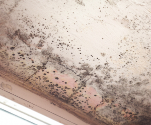 Prevent Mold in Your Garage